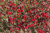 Red autumn berries