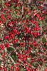 Red autumn berries