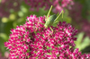 Bush-cricket