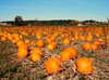 pumpkin patch
