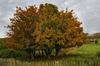 Fall
