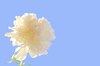 White Carnation and Sky