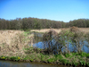 Swamps