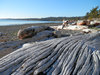 driftwood