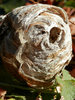 wasp nest