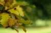 Autumn leaf