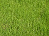 Grass