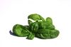 Basil