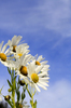 michaelmas daisies