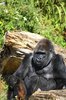 Mother and baby Gorilla