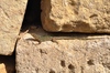 Maltese wall lizard