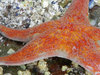 orange starfish