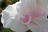 white rose lily