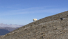 Mountain goat