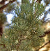 sheoak foliage1