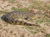 crocodile in wilderniss