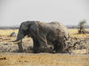 elephant in mud