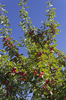 Crab apple tree
