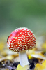 Mushroom