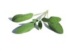 sage