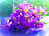 Fractal Flowers