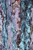 Tree bark detail