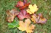 Maple leaves