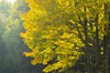 Fall foliage