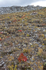 Autumn mountain foliage