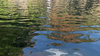Water reflections