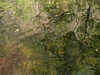 Water reflections