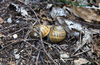 Snails