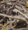 A woodpile