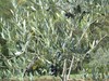black olives tree