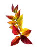 Autumn Glory