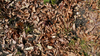 Leaves in the Territory Dry