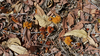 Leaves in the Territory Dry