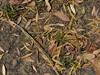 Leaves in the Territory Dry
