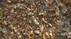Leaves in the Territory Dry