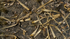 Leaves in the Territory Dry