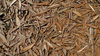 Leaves in the Territory Dry