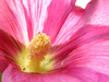 Iranian Hibiscus_1