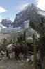 Mountain horses