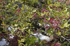 Mountain foliage in autumn