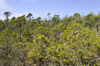 Bog conifer forest