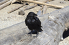 Raven