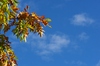 Autumn leafs