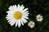marguerites