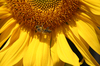 busy bee