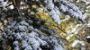 October Snow